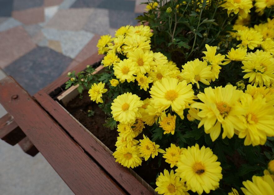 Hoge plantenbakken op een terras, die een gezellige afscheiding creëren met groene planten en bloemen.